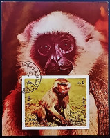 Мини-блок. "Обезьяны". 1972 год, Шарджа.
