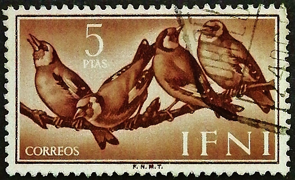 Почтовая марка (5 ps.). "Европейский щегол". 1960 год, Ифни.