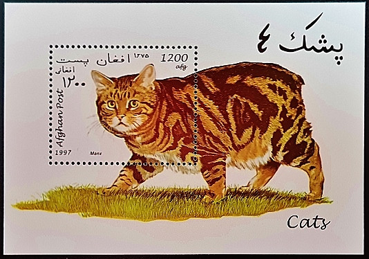 Мини-блок. "Домашние кошки". 1997 год, Афганистан.
