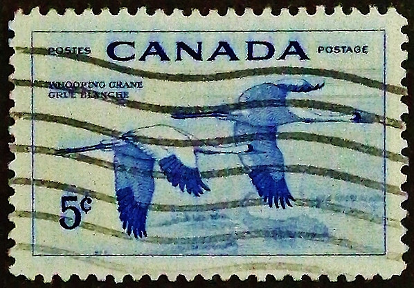 Почтовая марка (5 c.). "Национальная неделя дикой природы". 1955 год, Канада.