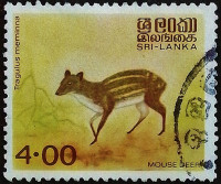 Почтовая марка (4 r.). "Бело-пятнистый мышиный олень". 1981 год, Шри-Ланка.
