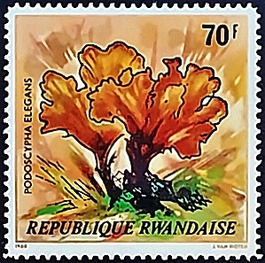 Марка почтовая (70 f.). "Подосцифа изящная". 1980 год, Руанда. Марка почтовая (70 f.). "Подосцифа изящная". 1980 год, Руанда.